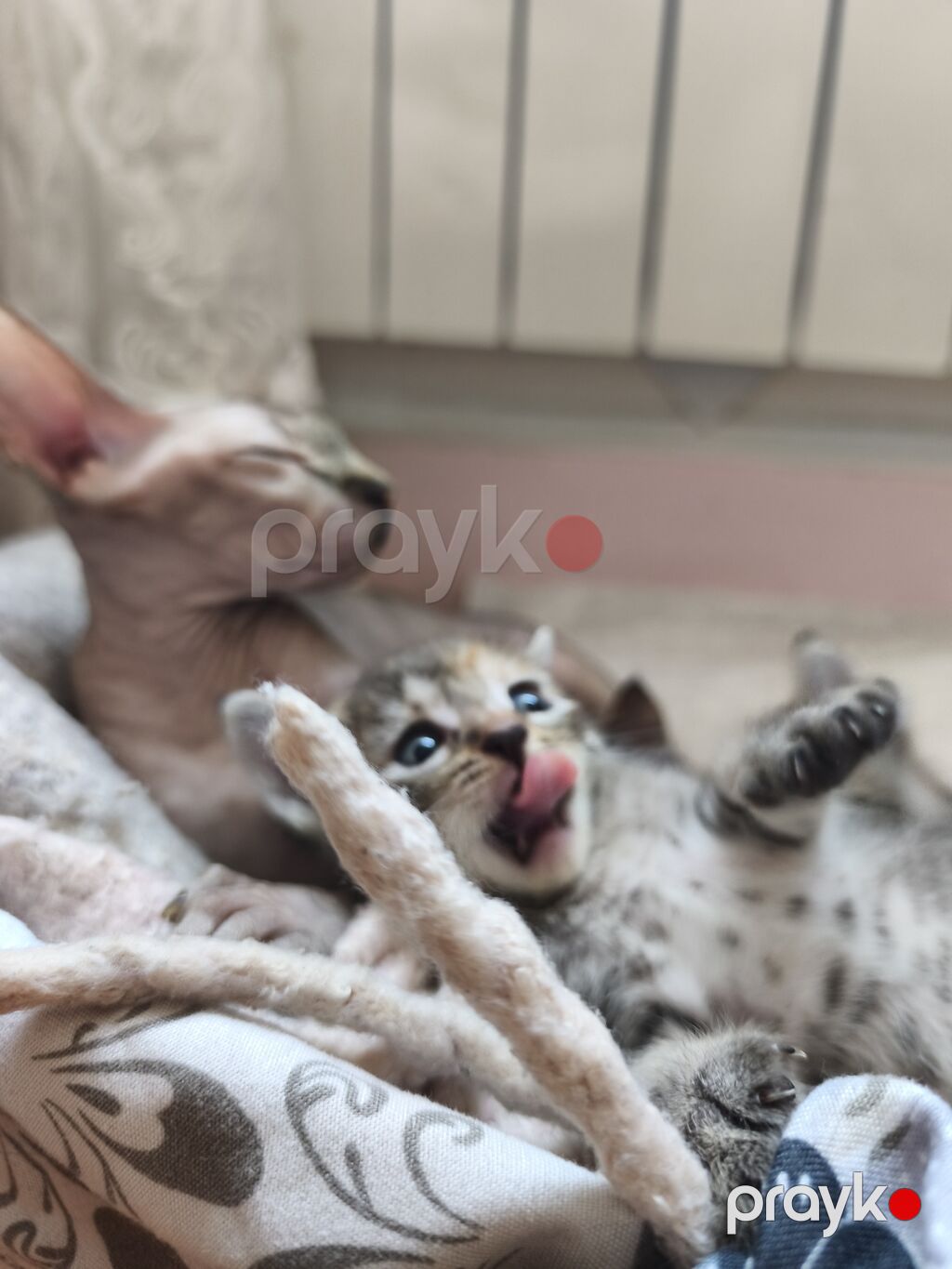 Уникальные котята: дети знатной Сфинкс и гордого уличного кавалера — Pişiklər, Bakı (2)