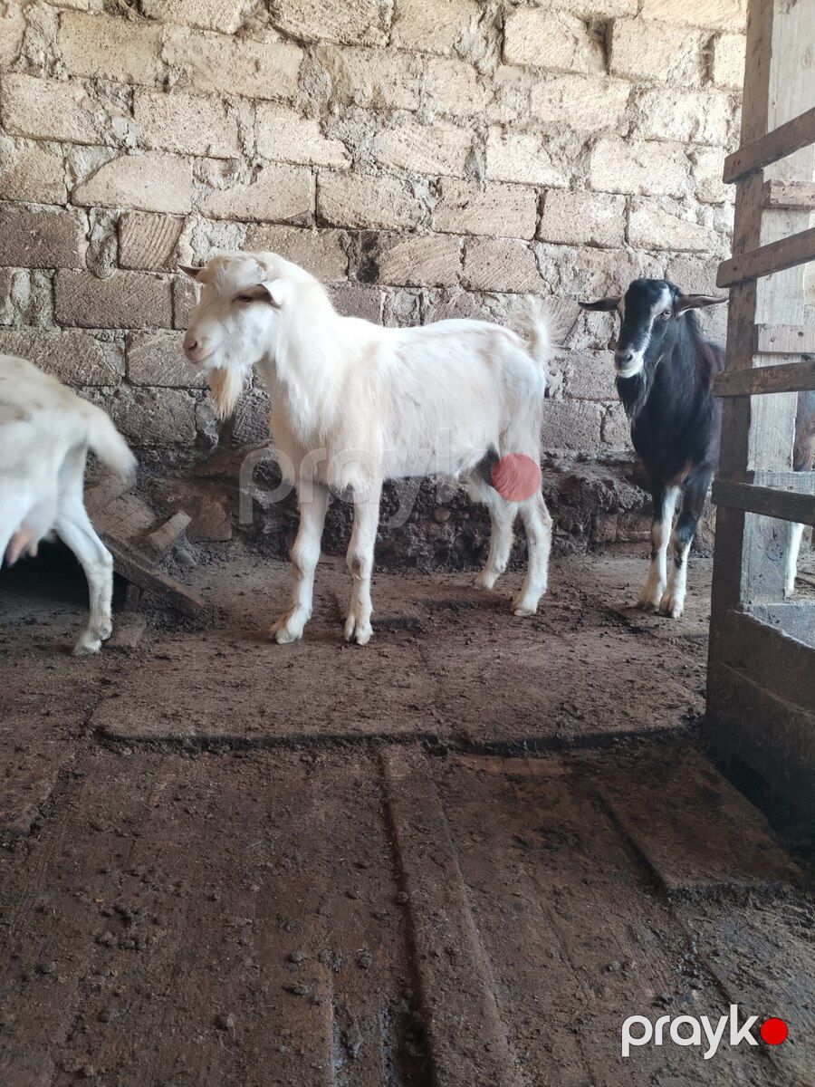 Sannen və Alpin təkələri — Kənd təsərrüfatı heyvanları, Bakı (3)