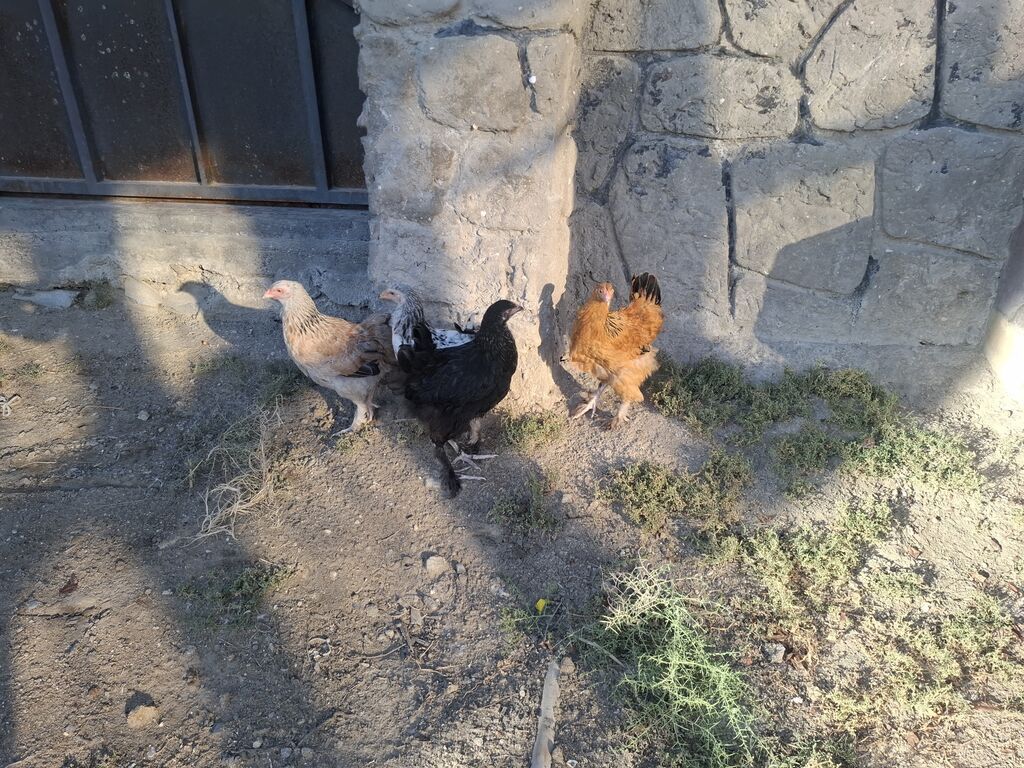 Toyuq, Yumurtalıq — Toyuq və xoruz, Bakı (2)