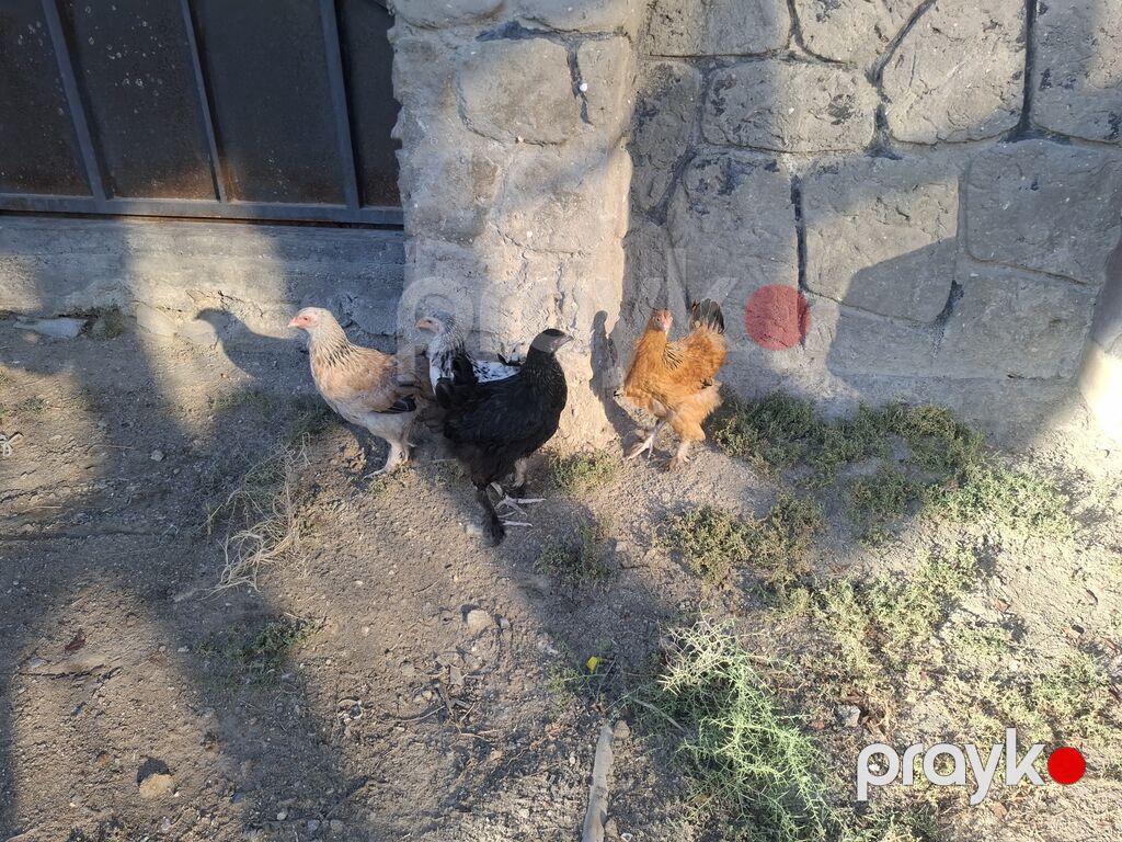 Toyuq, Yumurtalıq — Toyuq və xoruz, Bakı (2)