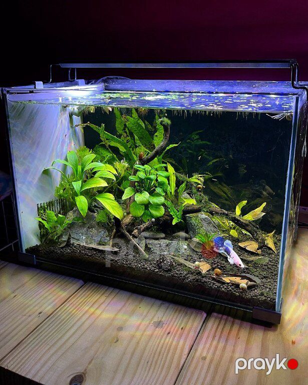 Nano akvarium — Akvariumlar və balıqlar, Bakı (3)