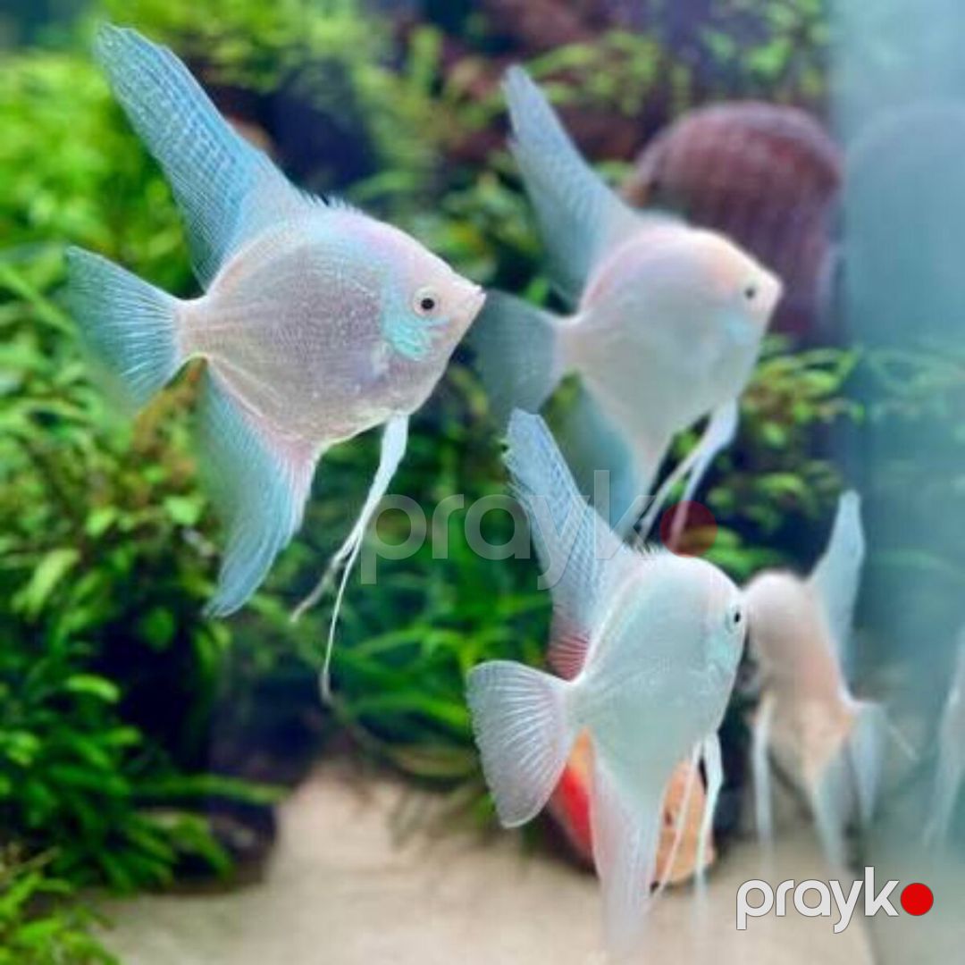 Platin Diamond Valvet — Akvariumlar və balıqlar, Bakı (4)
