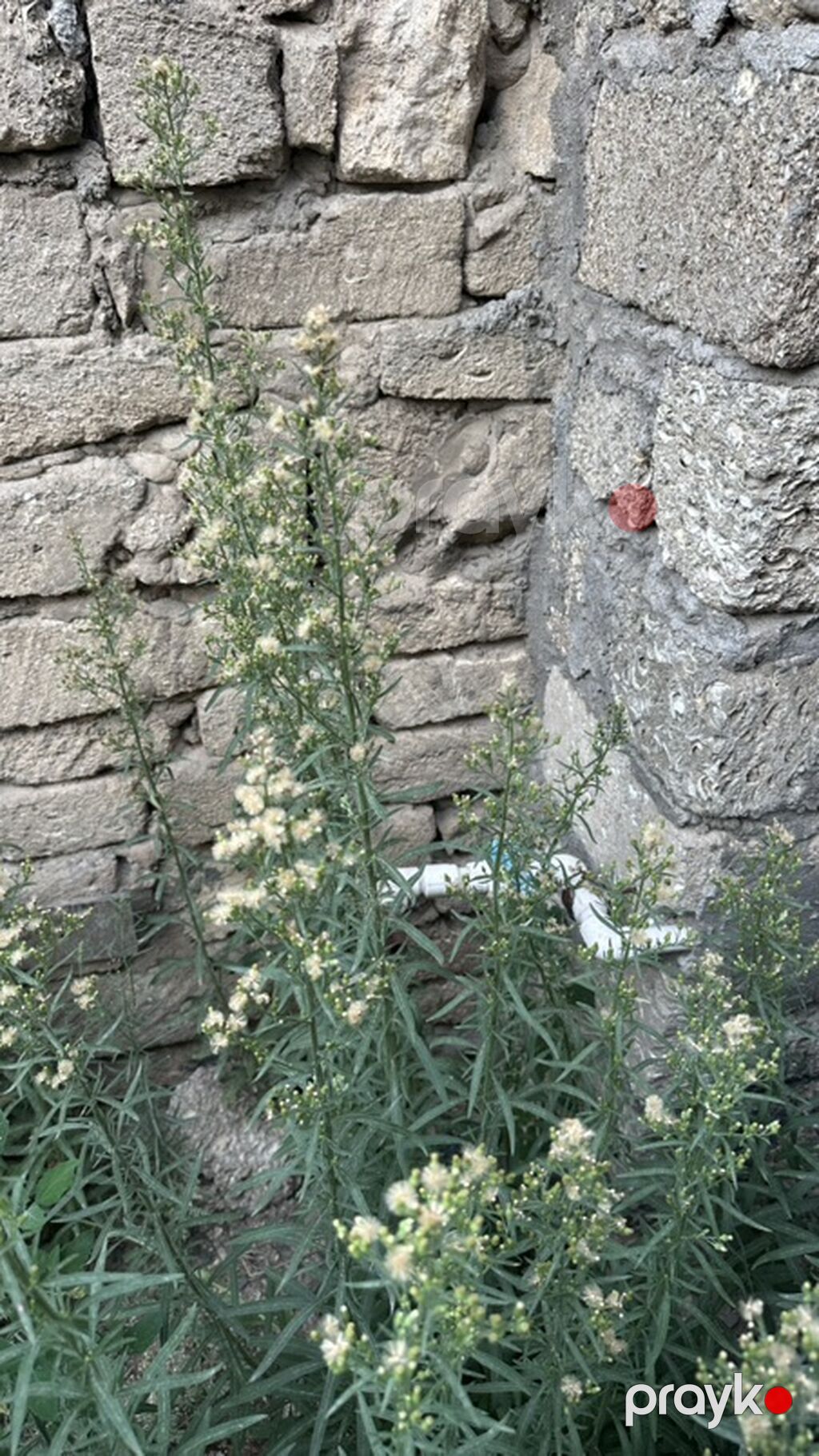 Binede 3 sotun icinde ev satilir qazi var suyu var isigi var 7 das — Ev, villa, Digah (6)