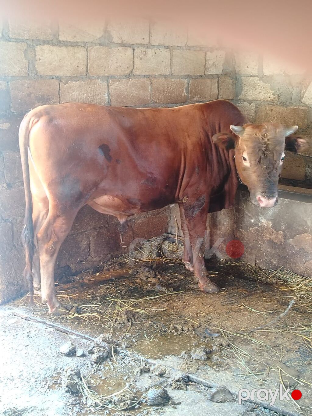 Qırmızı-qonur rəngli buğa - Növ: Buğa (erkək mal-qara) - Rəng: Tünd — Kənd təsərrüfatı heyvanları, Bakı (5)