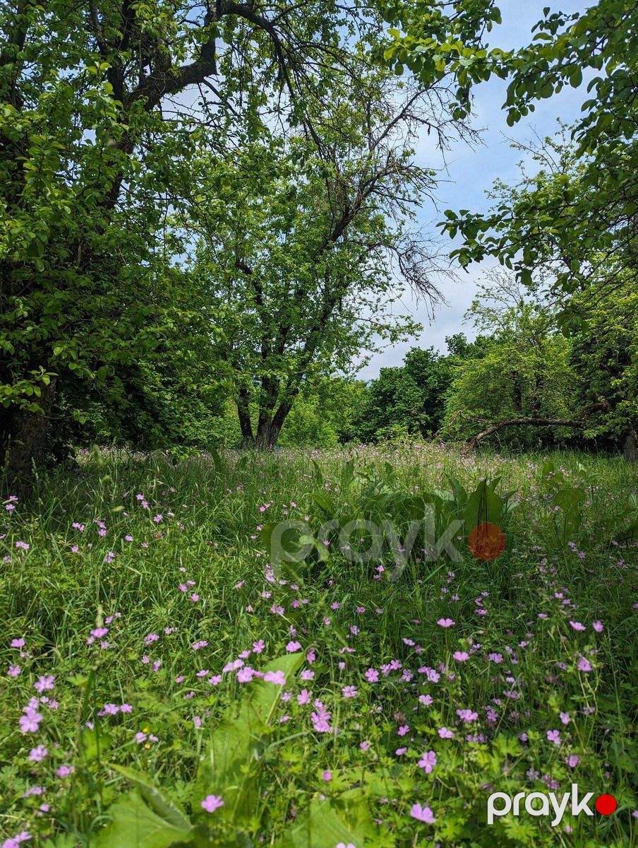 Satılır torpaq 40 sot — Torpaq, Qəbələ (3)