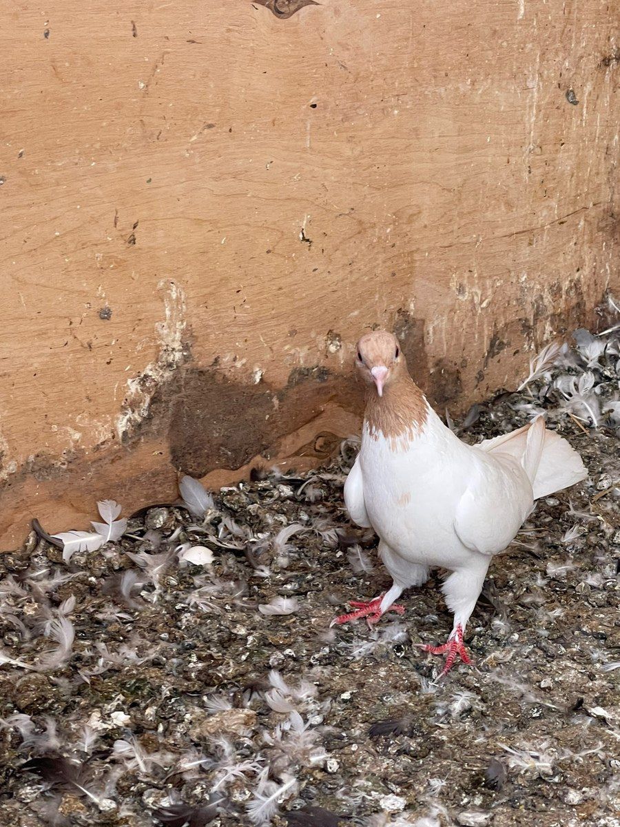 Maya göyərçin — Quşlar, Xırdalan (5)
