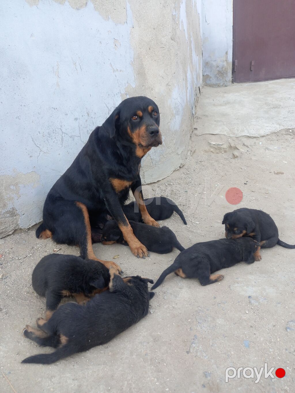Rotveyler, 2 ay, Erkək, Sənədli, Ünvandan götürmə — Köpəklər, Digah (5)