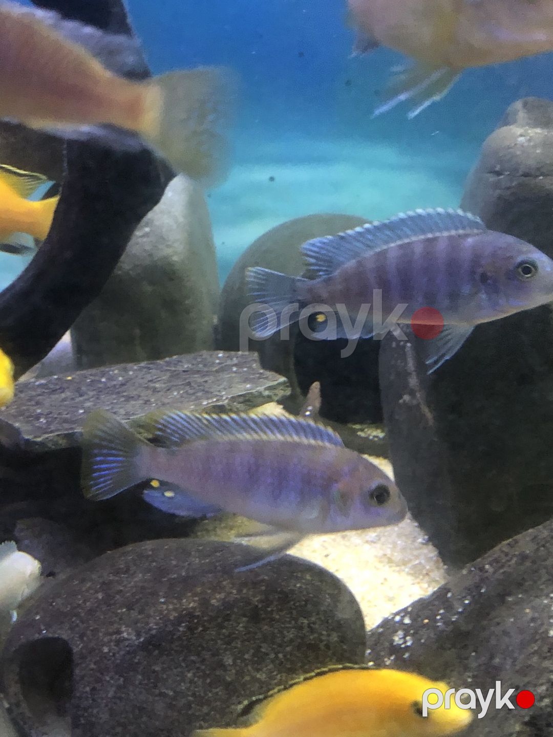 Zebra balığı — Akvariumlar və balıqlar, Bakı (2)