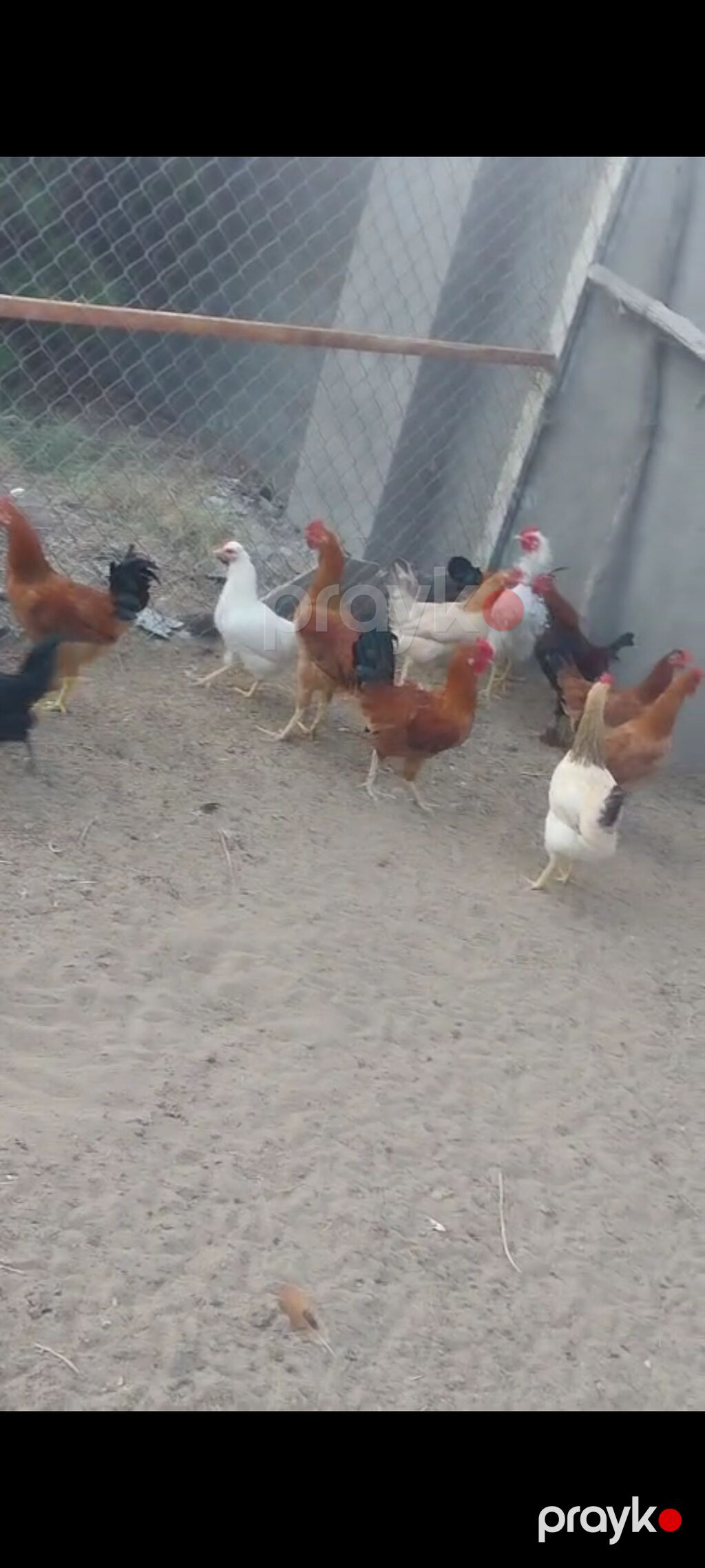 Salam hər vaxtınız xeyir olsun Cavan yeni banlayan Xoruzlar satılır — Digərləri, Digah (2)