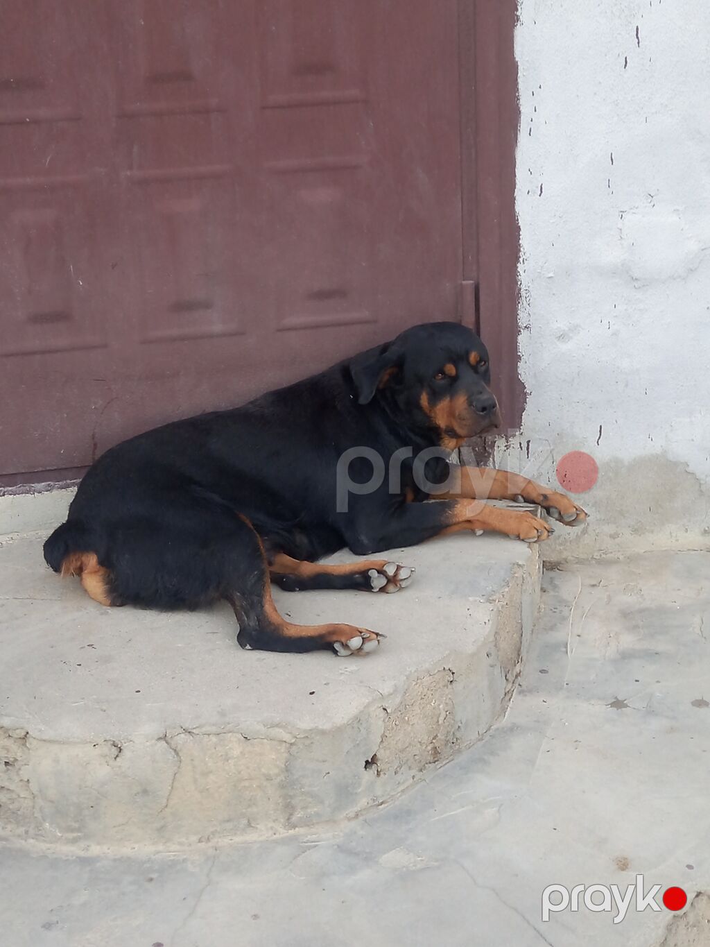Rotveyler, 2 ay, Erkək, Sənədli, Ünvandan götürmə — Köpəklər, Digah (2)