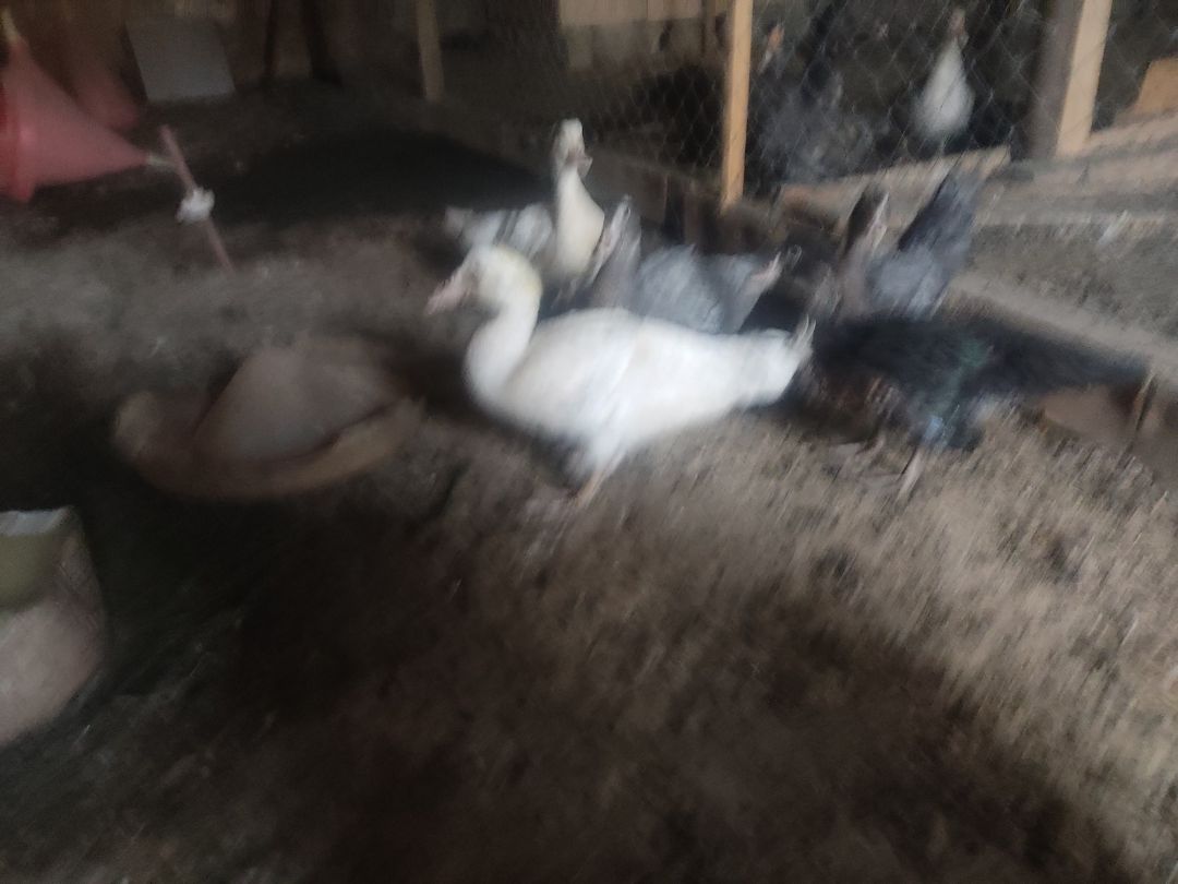 Xoruz və lal ördəklər — Quşlar, Bakı (5)