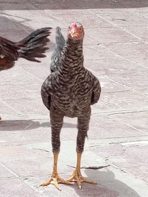 Heyratı xoruz — Bakı