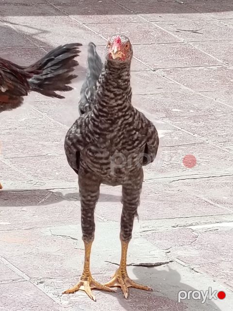 Heyratı xoruz — Bakı
