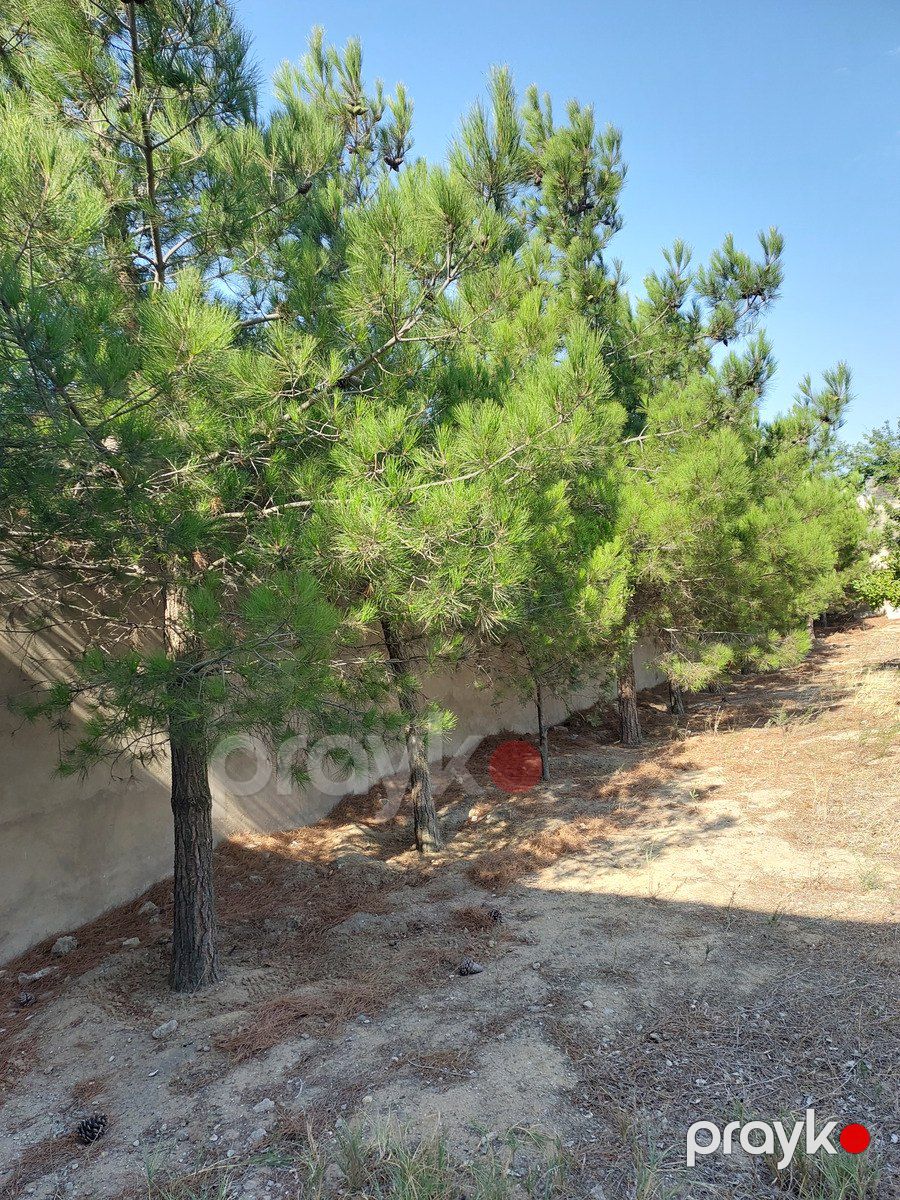 Satılır torpaq 5 sot — Torpaq, Bakı (6)