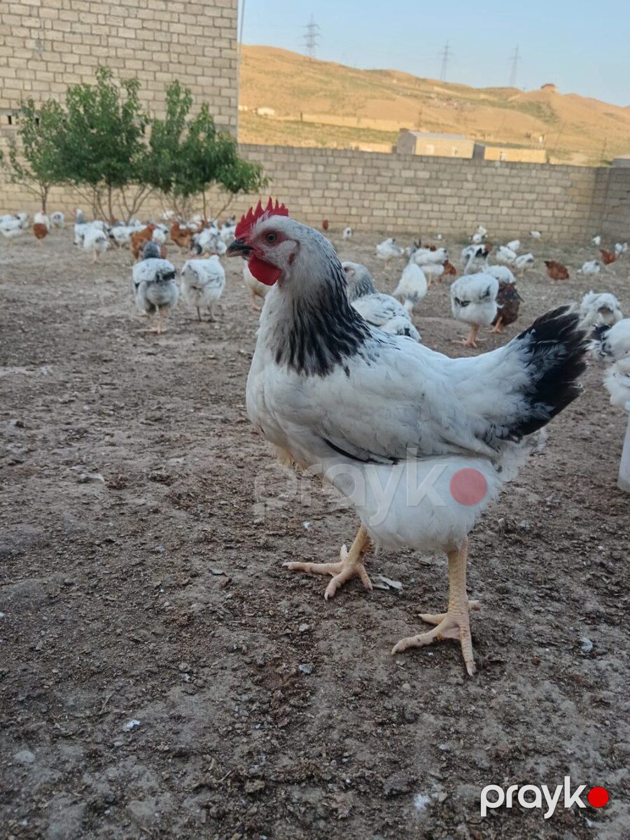 Çolpalar — Quşlar, Bakı (7)