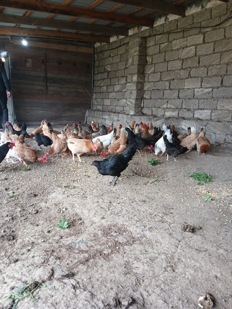 Toyuqlar — Quşlar, Bakı (2)