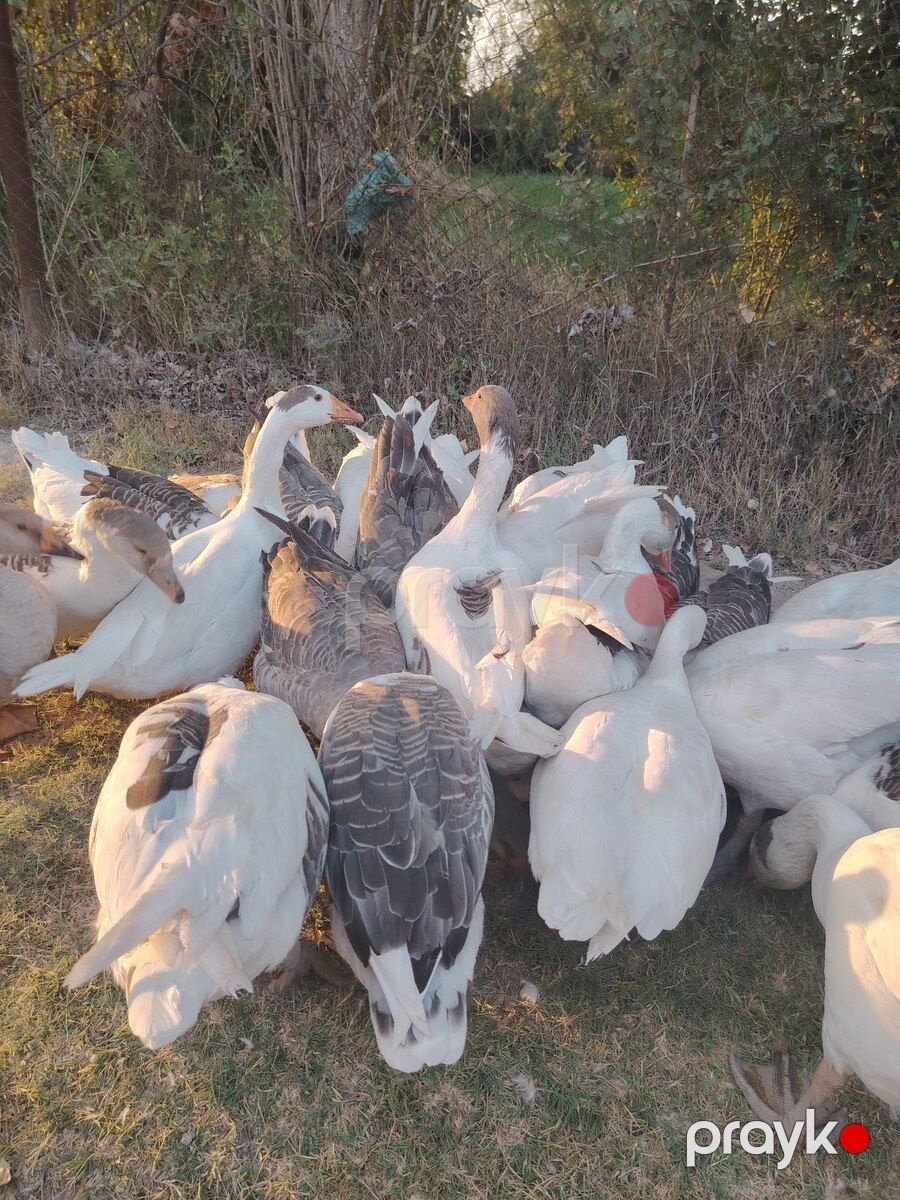 Qaz — Quşlar, Salyan (3)