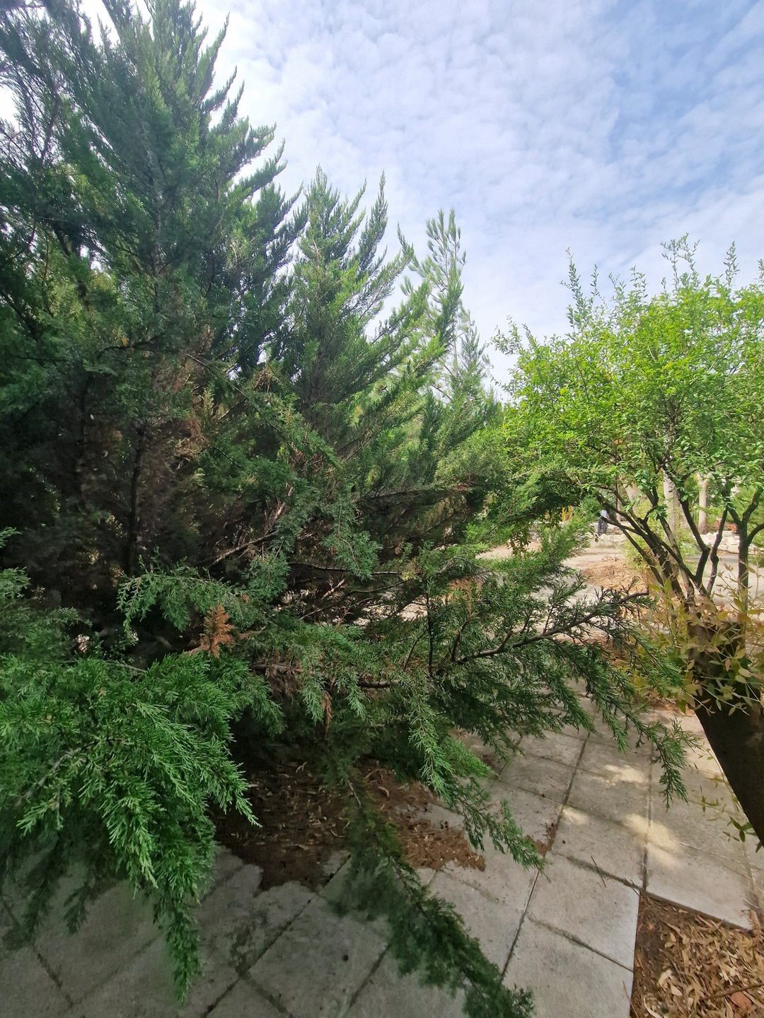 Satılır torpaq 10 sot — Torpaq, Bakı (3)