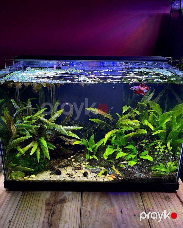 Nano akvarium — Akvariumlar və balıqlar, Bakı (4)
