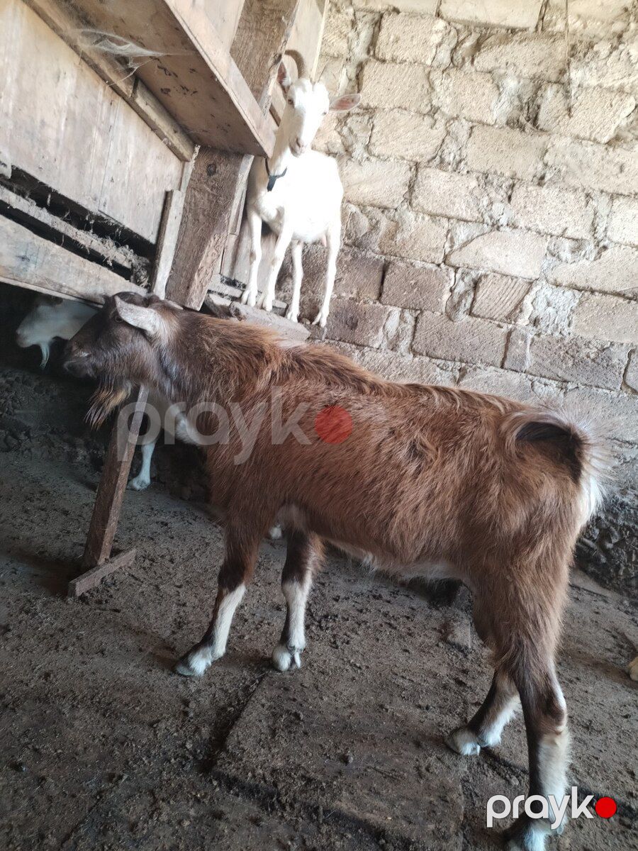 Sannen və Alpin təkələri — Kənd təsərrüfatı heyvanları, Bakı