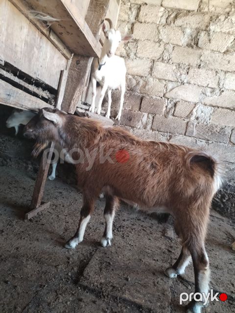 Sannen və Alpin təkələri — Bakı