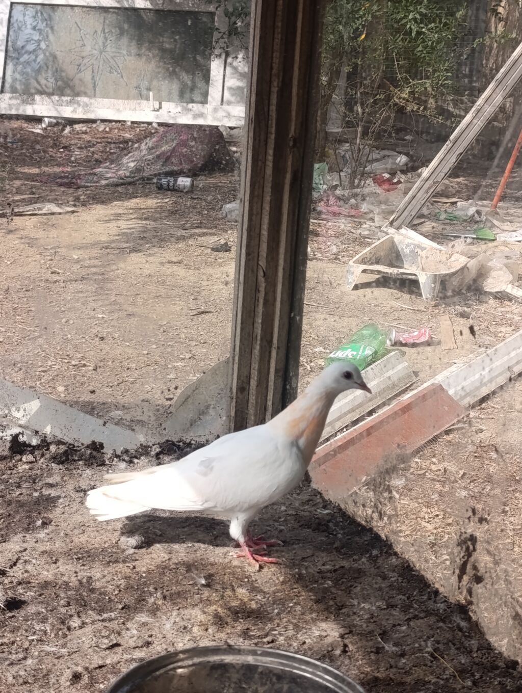 Ağ rəngdə, boyun nahiyəsində açıq şaftalı ləkələri olan gözəl — Göyərçin, Digah (2)