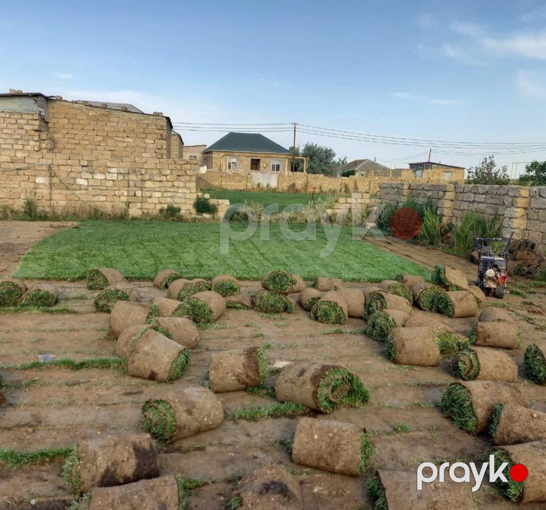 Qazon — Bitkilər, Bakı (12)