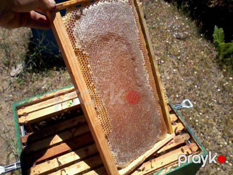 Təbii arı balı – çərçivədən birbaşa - Məhsul: Arı pətəyindən əldə — Biləsuvar