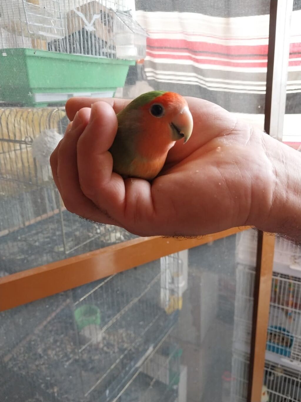 Növ: Agapornis (Sevgi tutuquşusu) – yaşıl bədən, mavi quyruq ucları — Tutyun papağayı, Bakı (9)