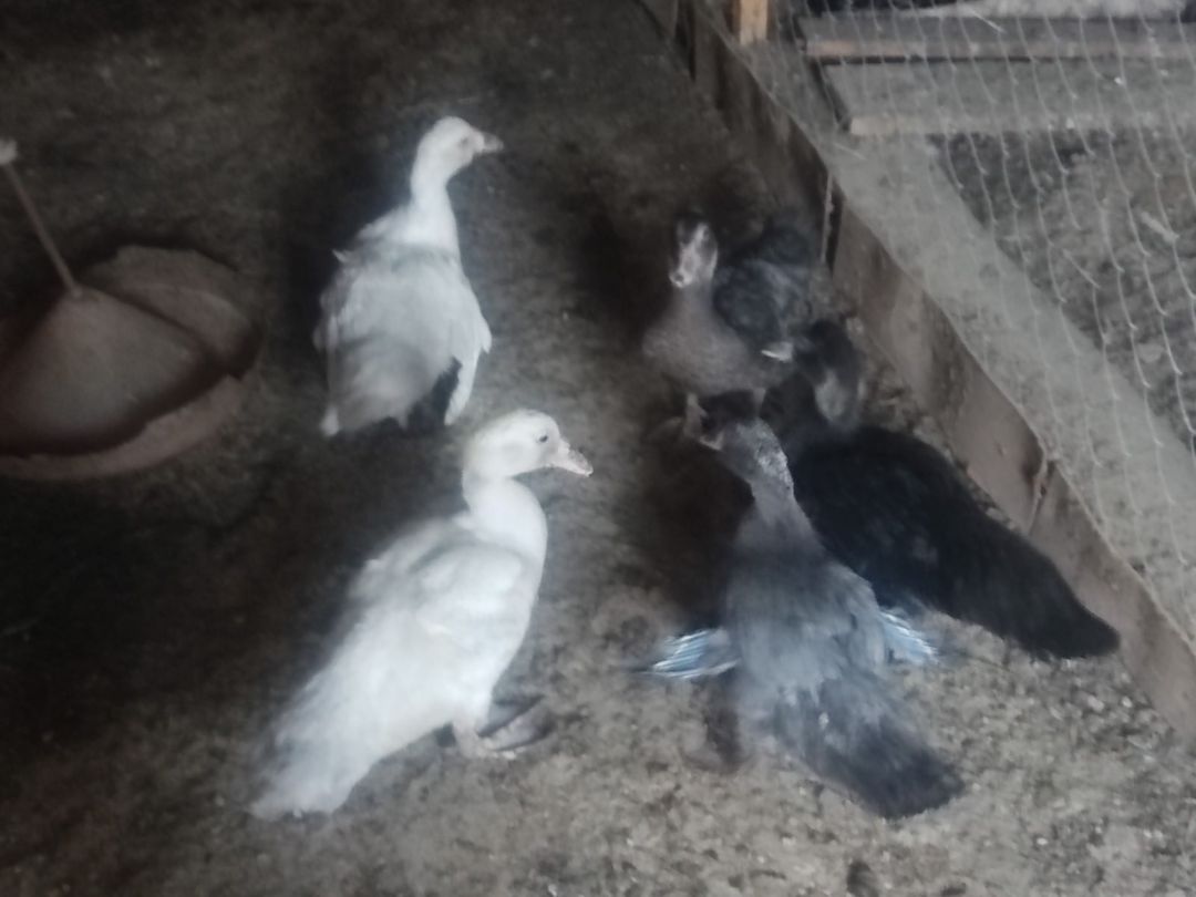 Xoruz və lal ördəklər — Quşlar, Bakı (3)