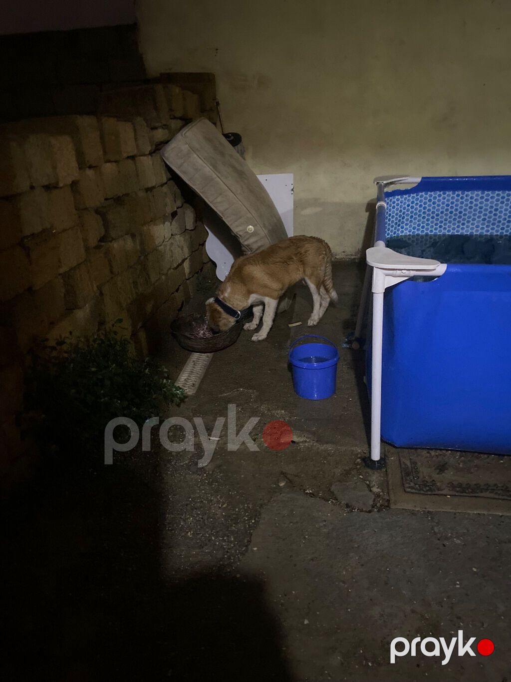 Qurdbasar, 5 ay, Dişi, Ünvandan götürmə — Köpəklər, Bakı (5)
