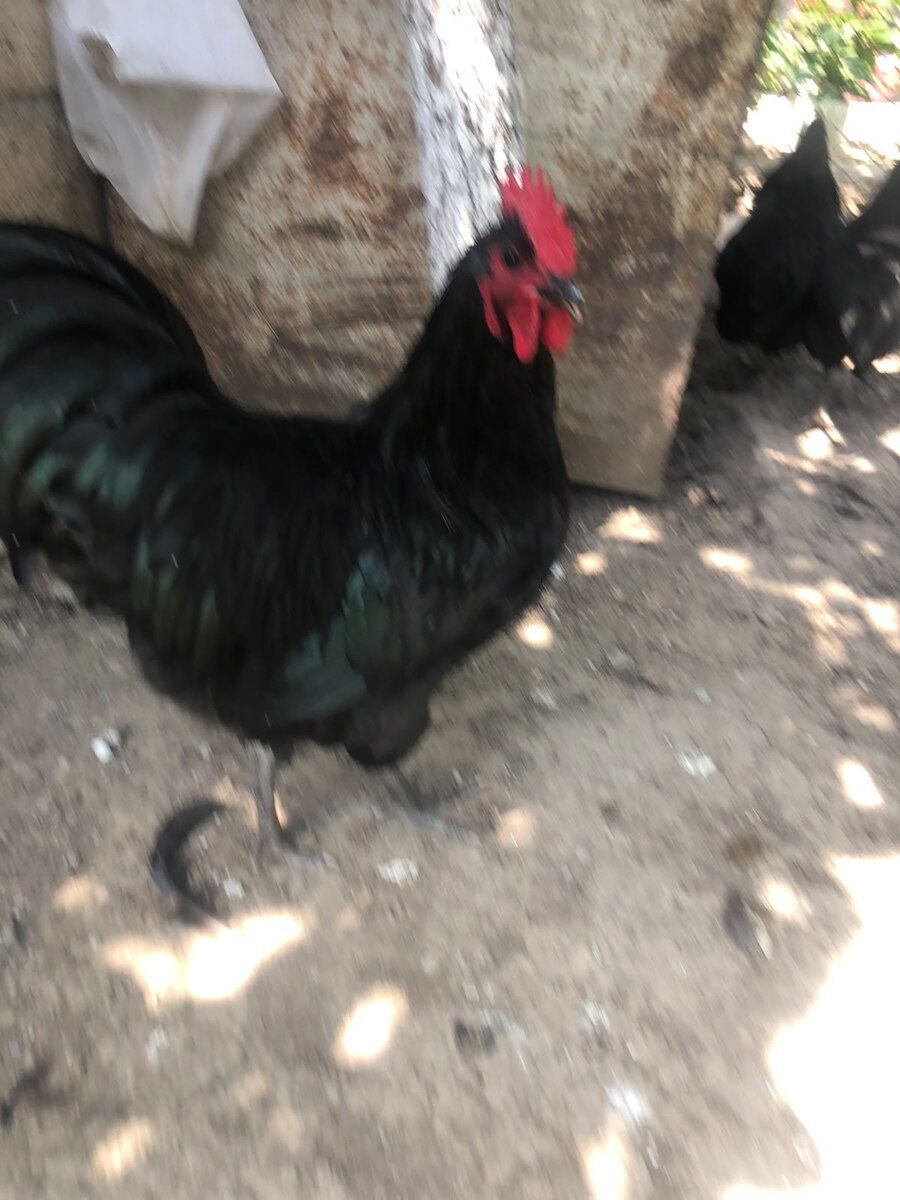 Avstralorp xoruzları — Quşlar, Bakı (4)