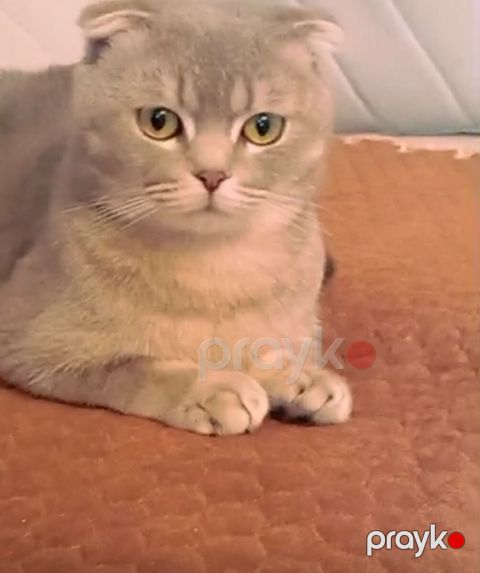 Şotland pişiyi — Bakı