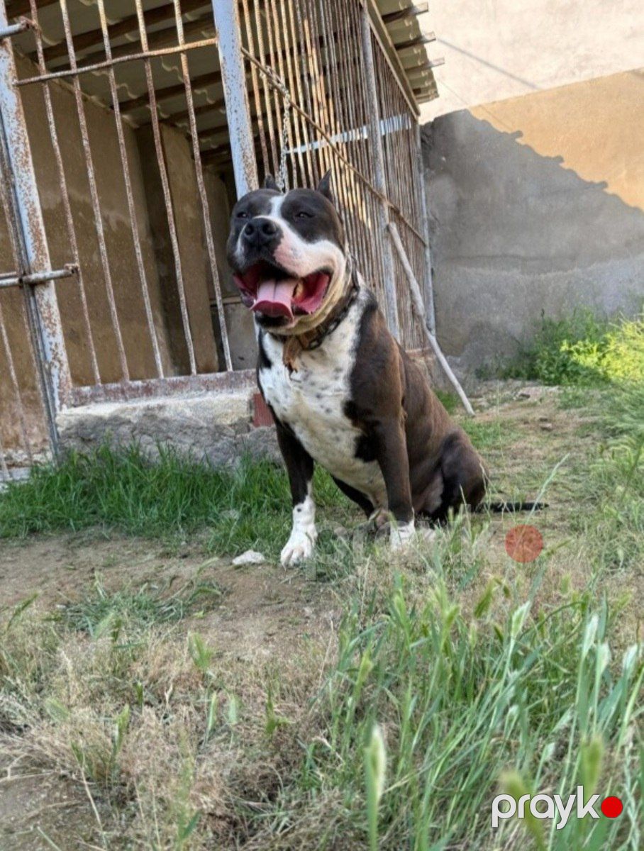 Pitbul balaları — Köpəklər, Bakı (7)