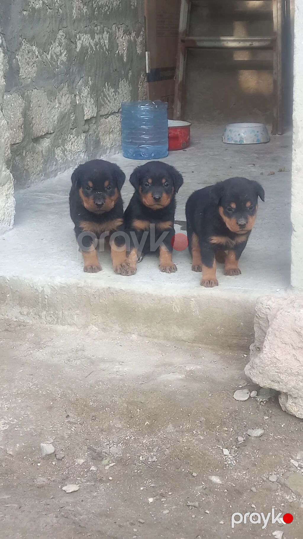 Rotveyler, 2 ay, Erkək, Sənədli, Ünvandan götürmə — Köpəklər, Digah (4)