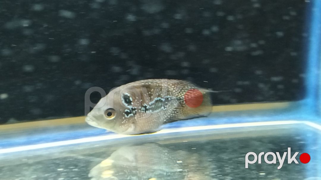 Floverhorn balığı — Akvariumlar və balıqlar, Bakı (3)