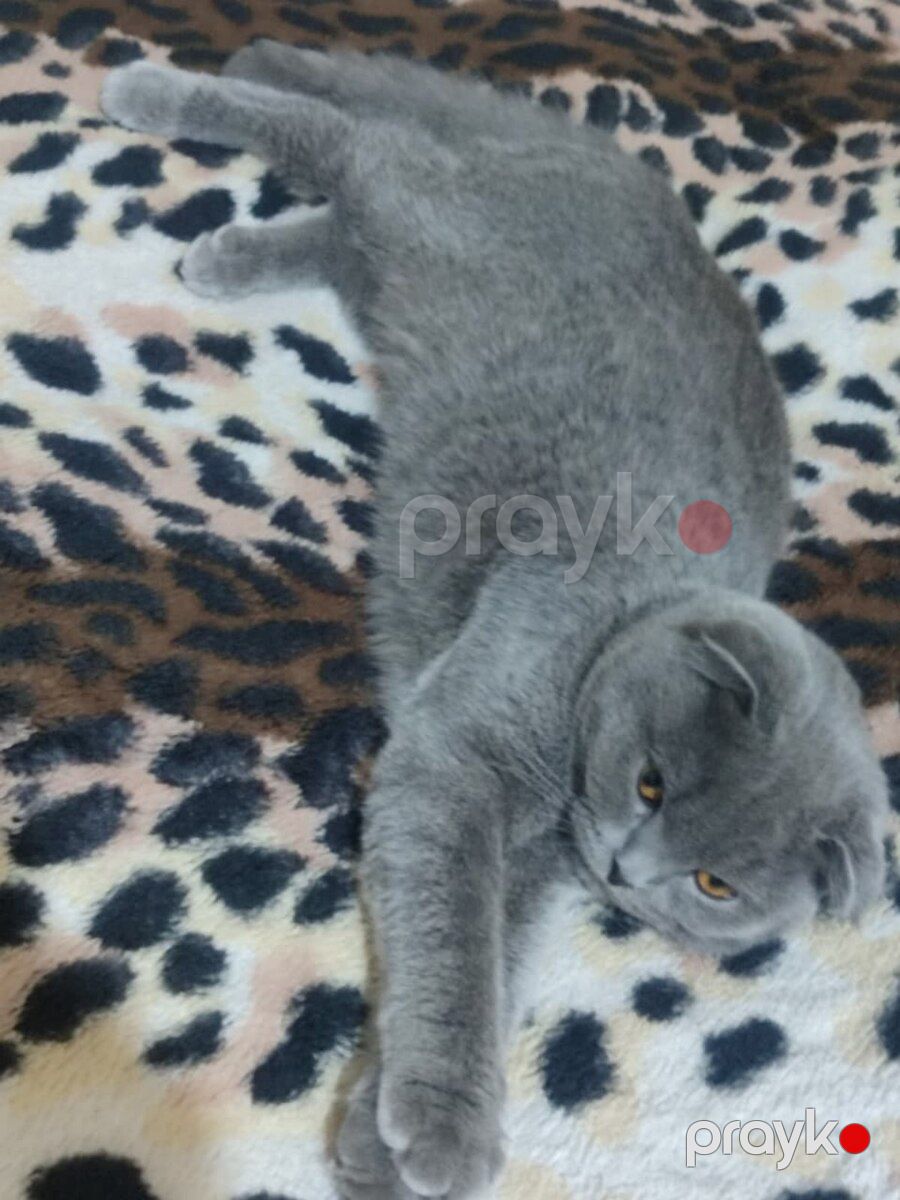 Şotland pişiyi (cütləşdirmək üçün) — Pişiklər, Bakı (3)