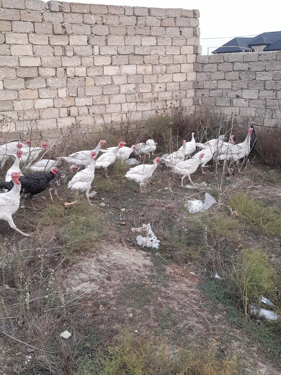 Hinduşkalar — Quşlar, Bakı (3)