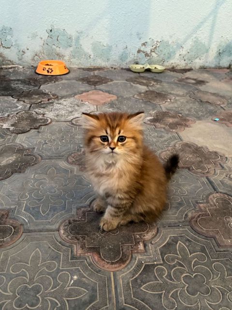 Salam, ətraflı məlumat üçün əlaqə nömrəsinə zəng edin — Bakı