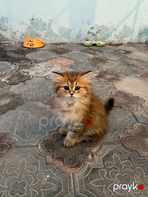 Salam, ətraflı məlumat üçün əlaqə nömrəsinə zəng edin — Bakı