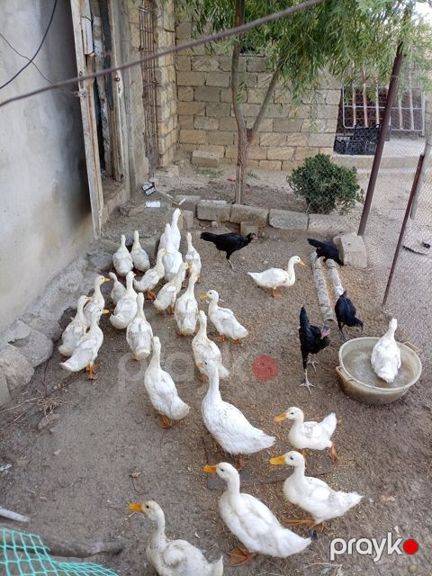 Ağ pekin ördəklər — Sumqayıt