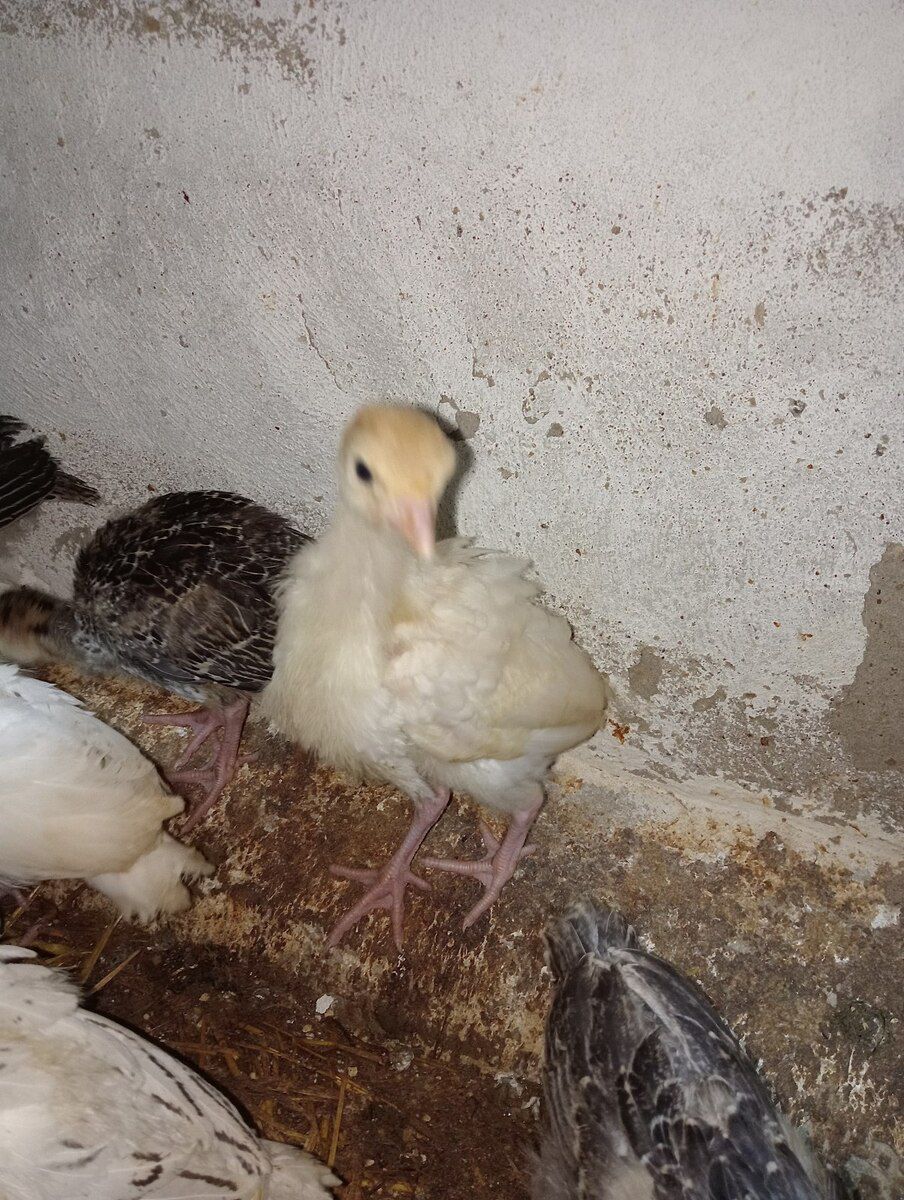 Hinduşka cücələri — Quşlar, Bakı (10)