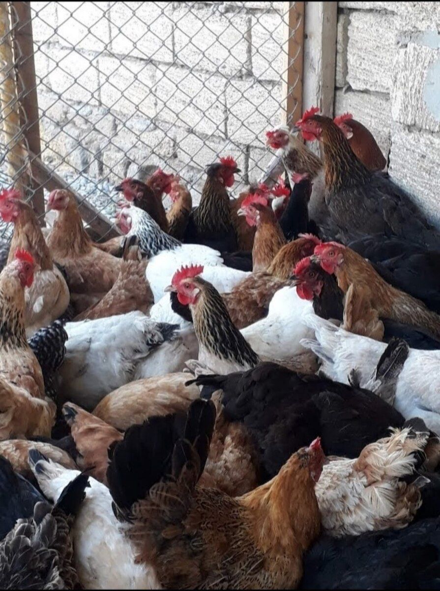 Toyuqlar — Quşlar, Bakı (5)