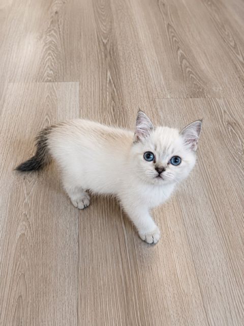 Şinşilla pişiyi balası — Bakı