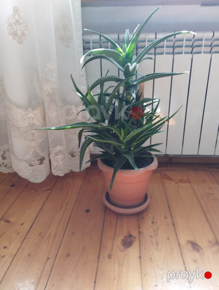 Aloe gülü — Bitkilər, Bakı (4)