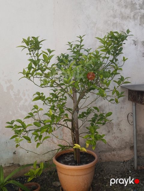 Limon ağacı — Xırdalan
