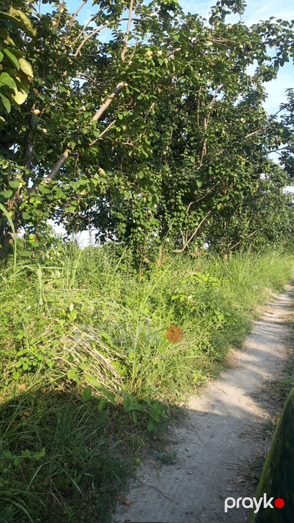 300 sot, Biznes üçün, Mülkiyyətçi, Kupça (Çıxarış) — Torpaq, Göyçay (9)