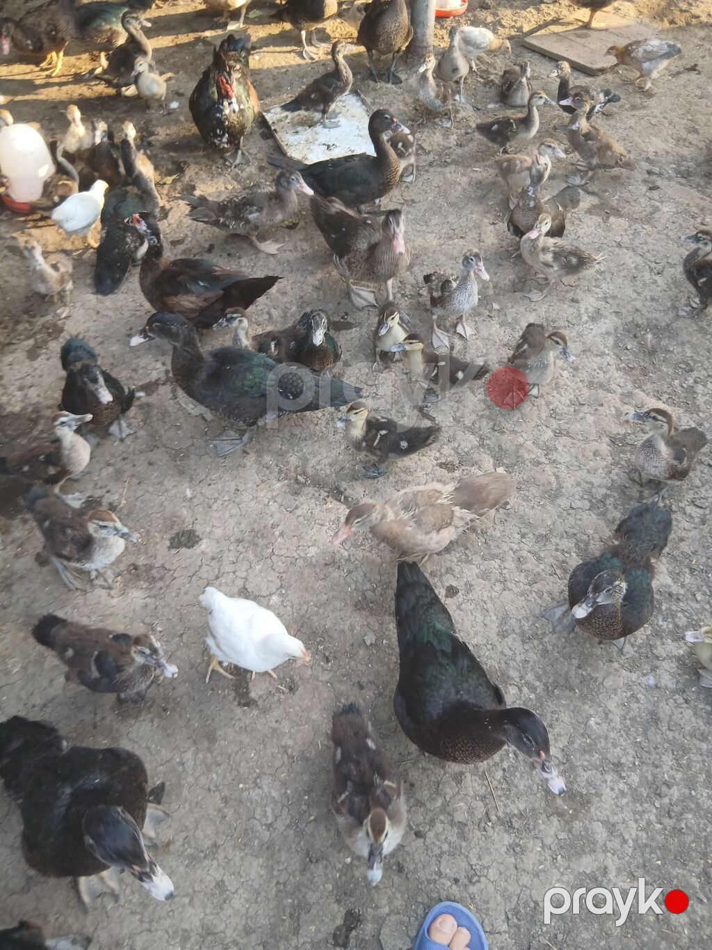 Qarışıq sort lal ördəklərdir.Krasnadar da var zümürüdü də var tək -tək — Digərləri, Sabirabad (4)