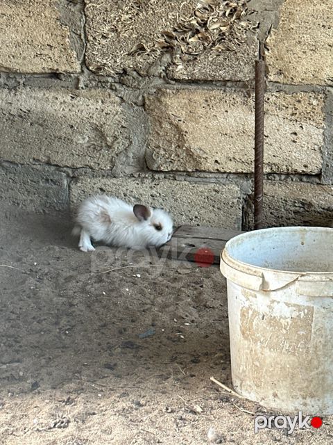 Karlik dovşanlar — Bakı