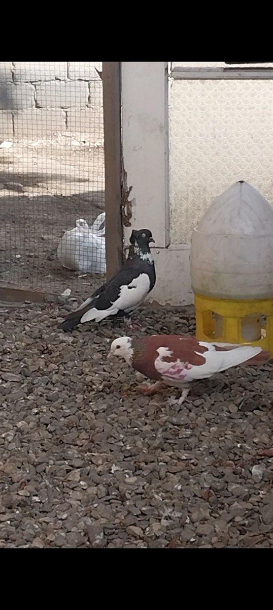 Göyərçin — Quşlar, Bakı (10)